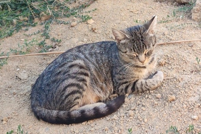 Fundmeldung Katze Weiblich Beaupont Frankreich