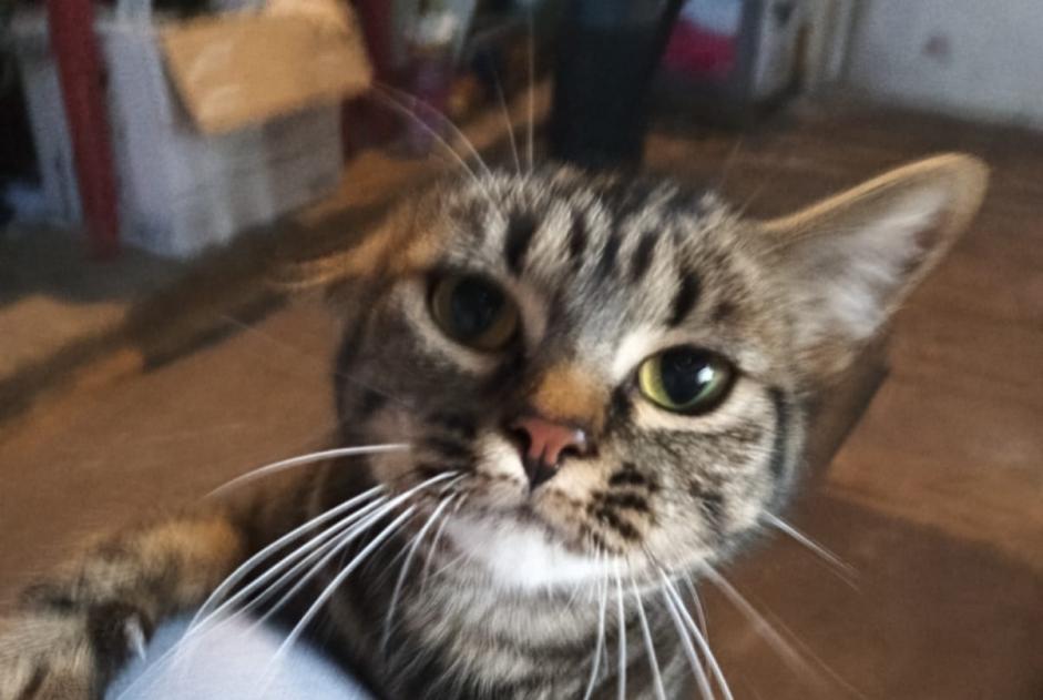Discovery alert Cat Unknown Châtillon-sur-Cluses France