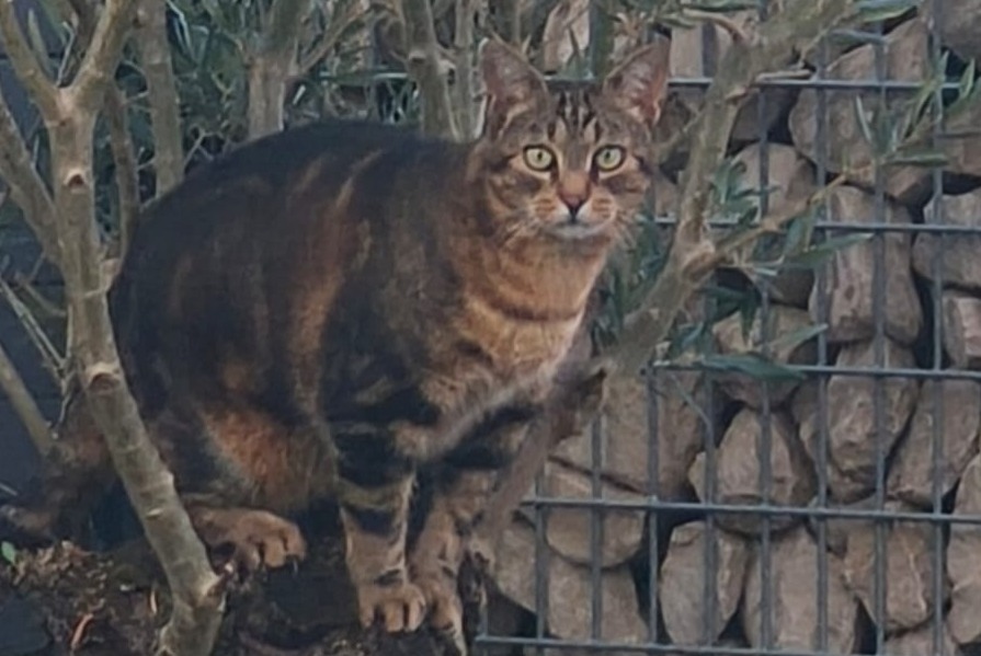 Disappearance alert Cat miscegenation Male , 10 years Saint-Rémy France