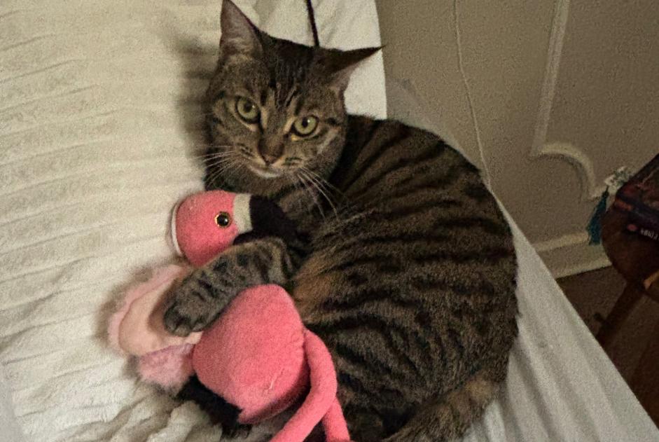Disappearance alert Cat Female , 1 years Marnaz France