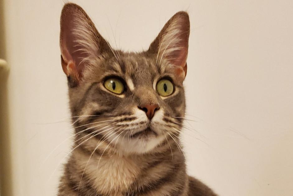 Alerta de Desaparición Gato cruce Hembra , 3 años Cézac Francia Alerta de Desaparición Gato cruce Hembra , 3 años Cézac Francia