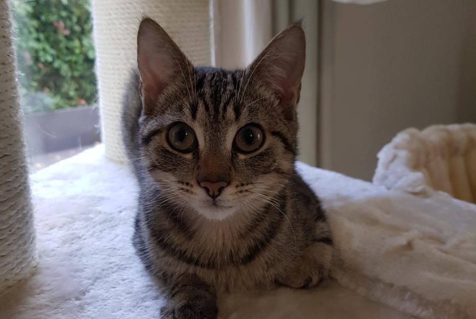Alerta de Desaparición Gato Macho , 6 años Quédillac Francia