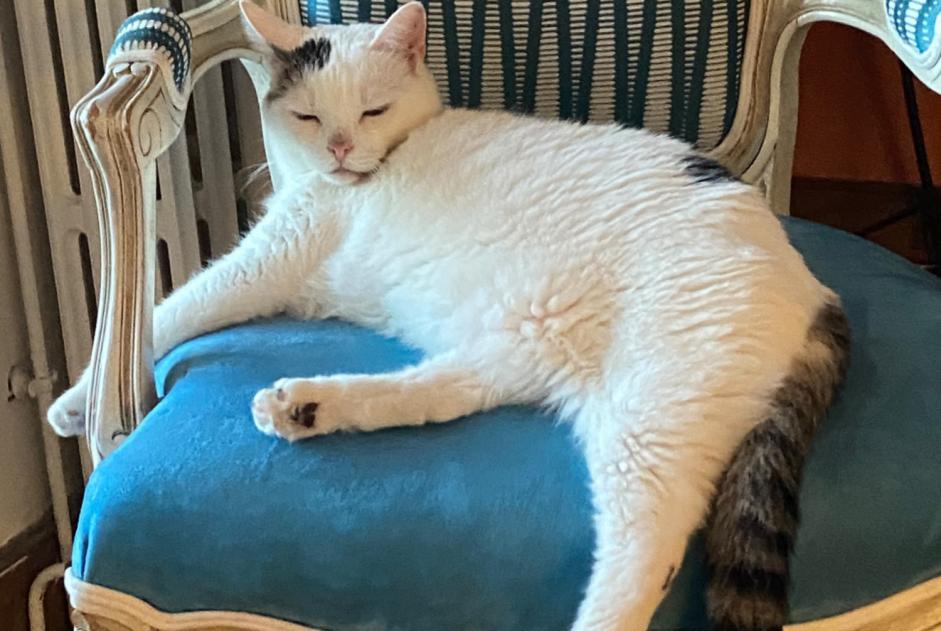 Alerta de Desaparición Gato Hembra , 7 años Vitré Francia
