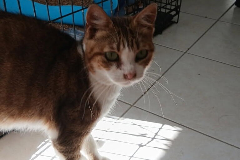 Alerta de Hallazgo Gato Hembra Dol-de-Bretagne Francia