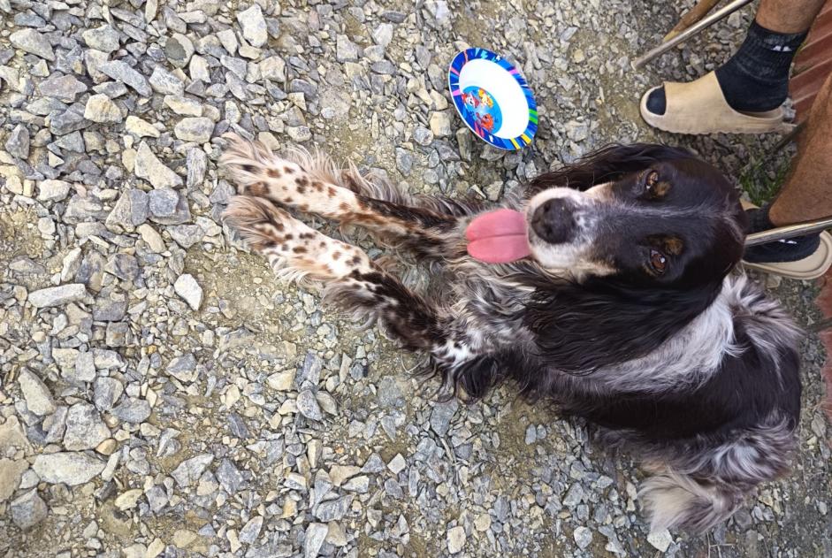Alerta de Hallazgo Perro Desconocido Irodouër Francia