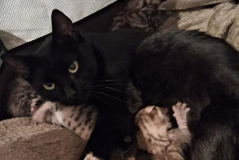 Alerte Découverte Chat Femelle Neuville-les-Dames France