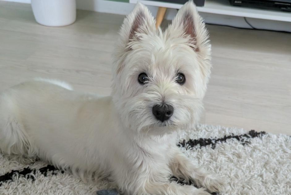 Alerte Disparition Chien  Mâle , 10 ans Gaël France