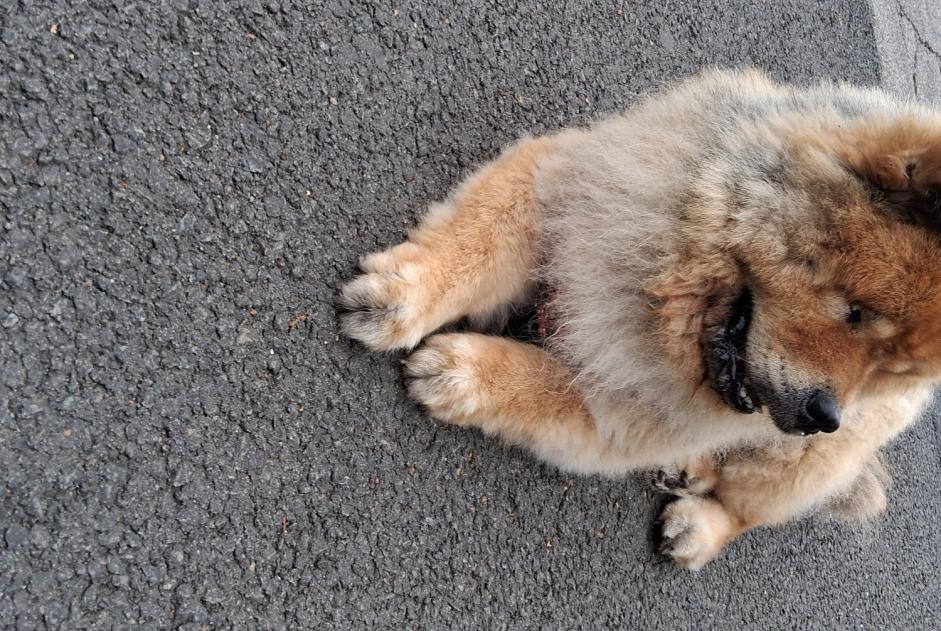 Alerte Découverte Chien  Mâle Lens France