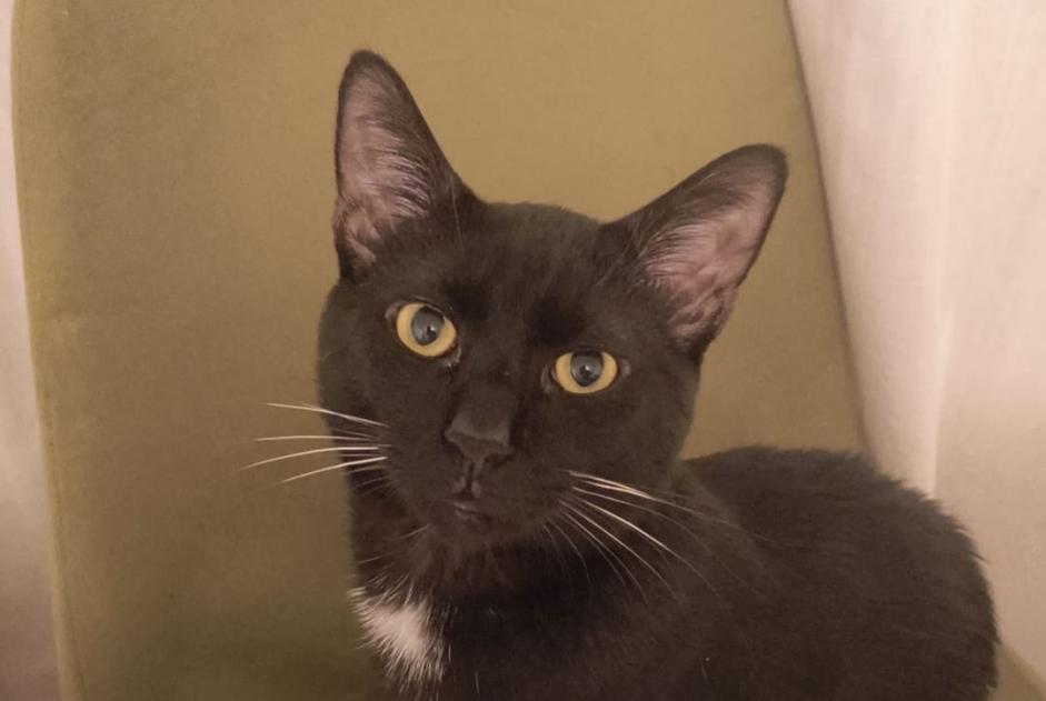 Avviso scomparsa Gatto  Maschio , 1 anni Toulouse Francia