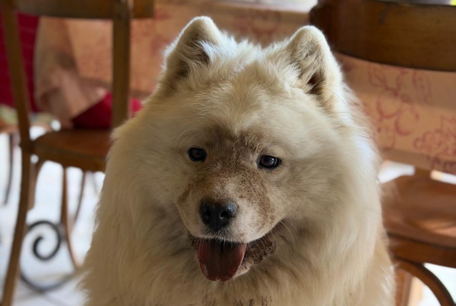 Verdwijningsalarm Hond  Vrouwtje , 3 jaar Noyal-sous-Bazouges Frankrijk