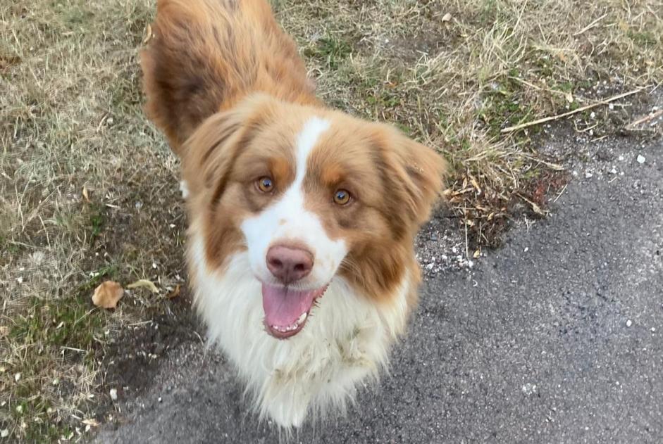 Alerta descoberta Cão  Macho Hochfelden France