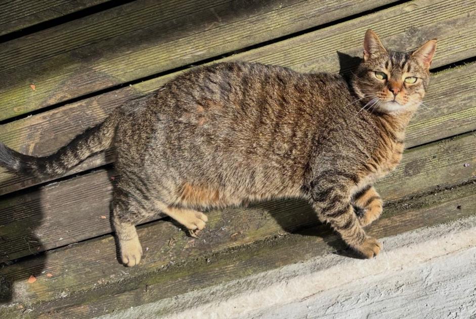 Alerta desaparecimento Gato cruzamento Macho , 7 anos Béthune France